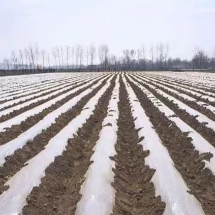 High Quality Agricultural Plastic Mulch Film Sliver Plastic Mulch for Quality Crop Protection