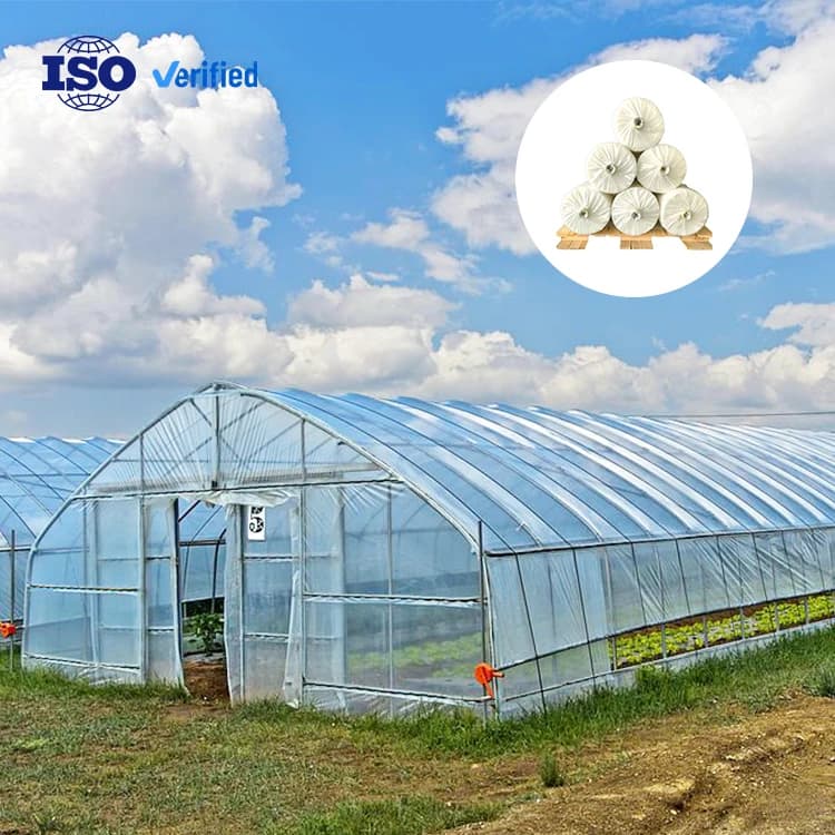 Economic PE Film Greenhouse for Vegetable Growing Single Tunnel Use