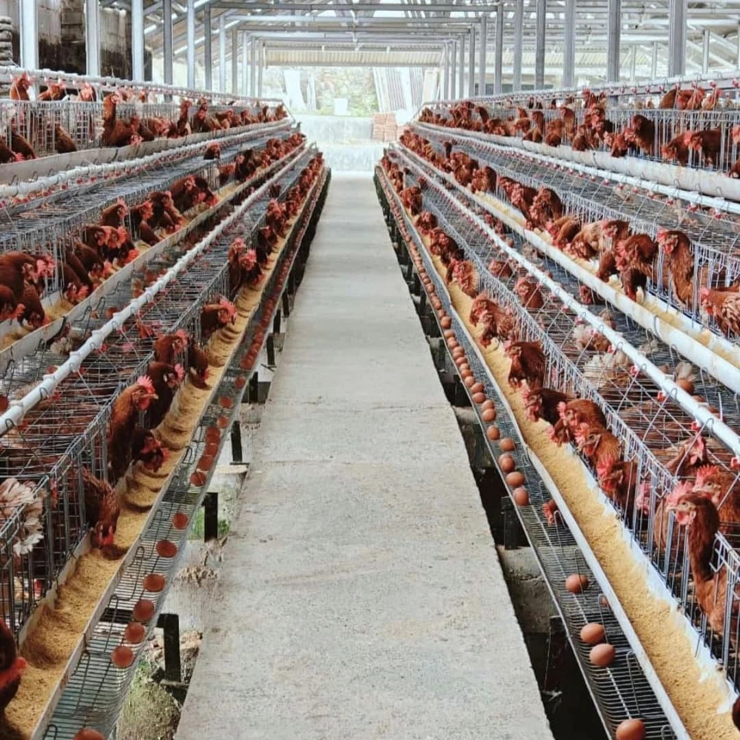 Top Quality Chicken Automatic Cage a Type Chicken Layer Cage for Chicken